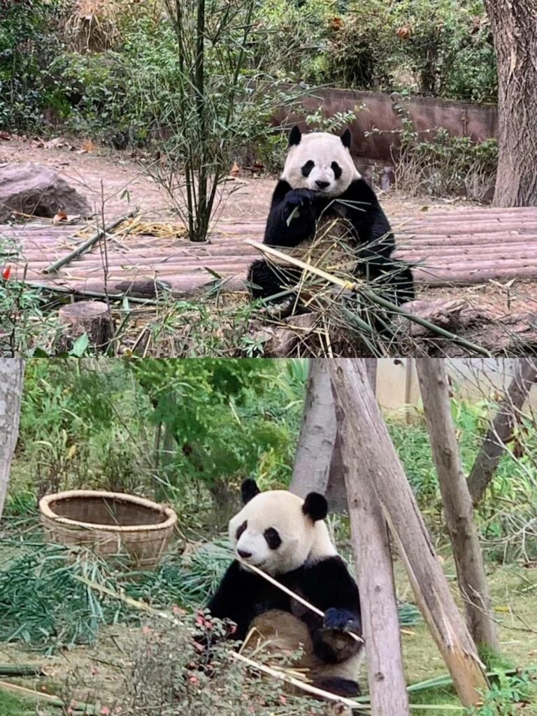 Chengdu Panda Base
