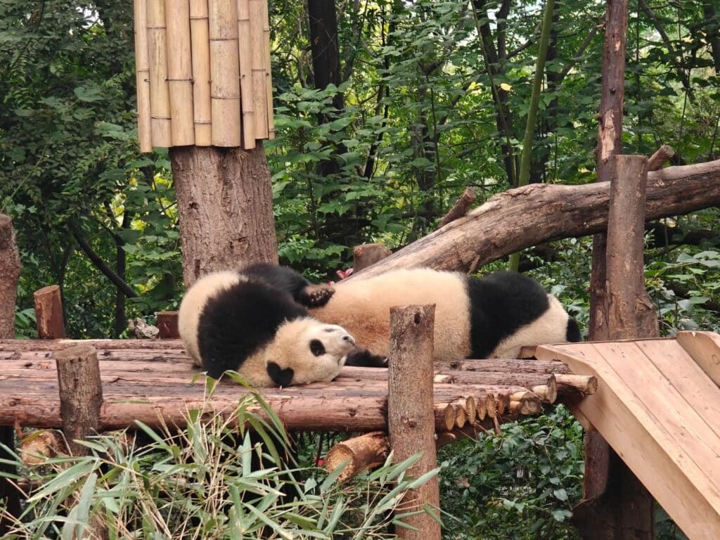 Chengdu Research Base of Giant Panda Breeding
