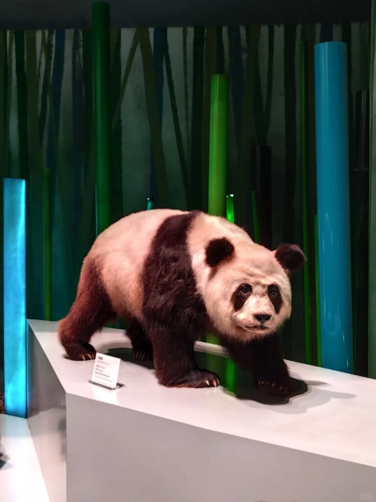 Giant Panda Museum