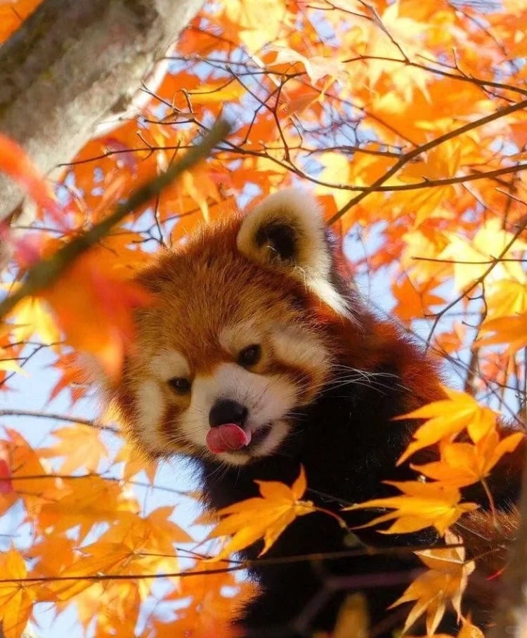 Red Panda Habitats