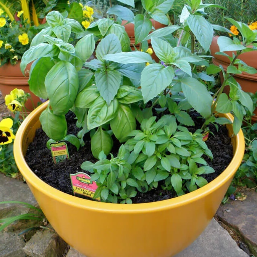 Introduction to Basil