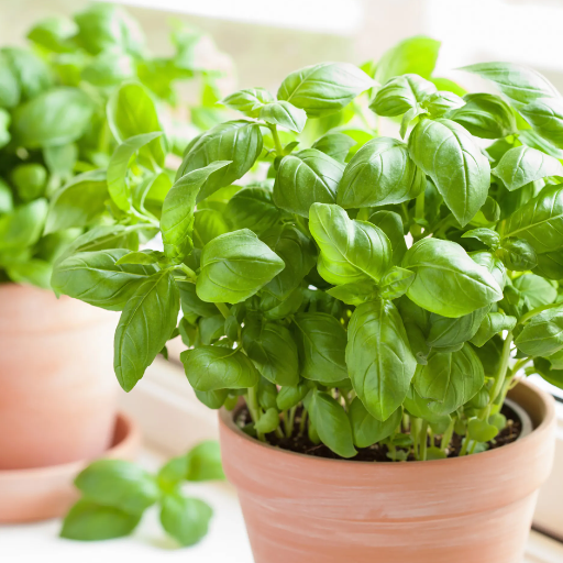 Starting Your Basil Plant