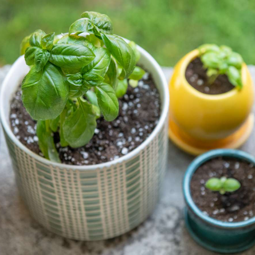 Caring for Your Basil Plant