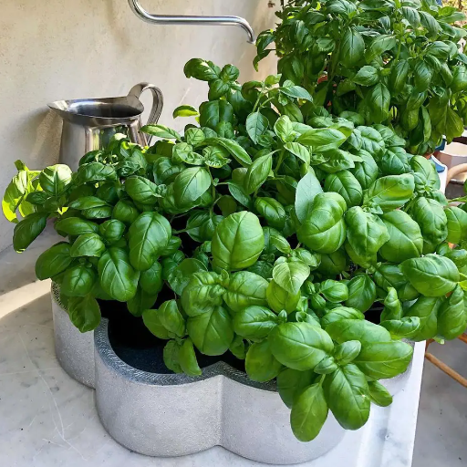 Harvesting Basil