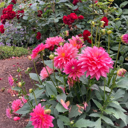 Fertilization Mistakes with Dahlia Plants