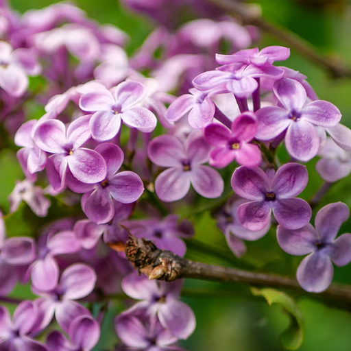 Fragrant Shrubs and Vines