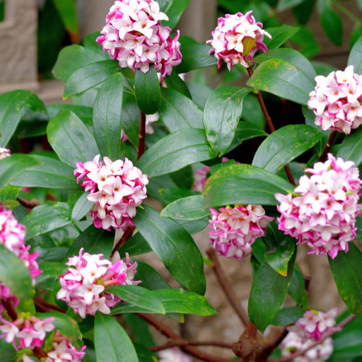 Best Fast Growing Fragrant Flowers