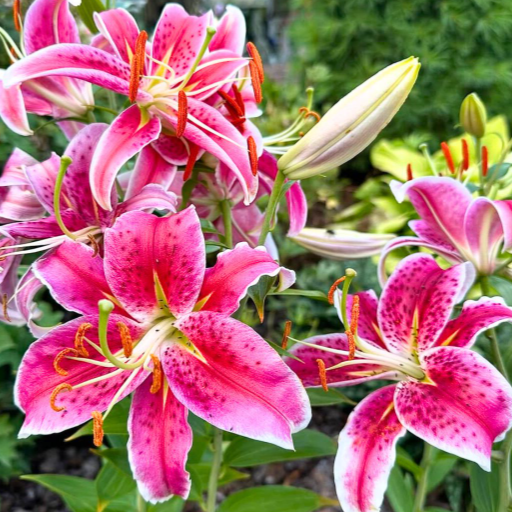 Introduction to Fragrant Flowers