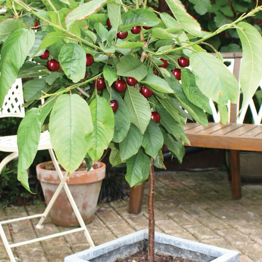 Growing Fruit Trees in Pots