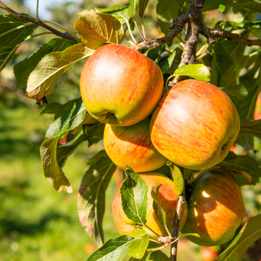 Pitfalls in Tree Pruning