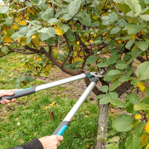 Dealing with Pests and Diseases