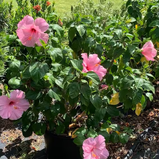 Growing Hibiscus