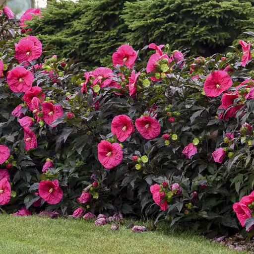 Hibiscus Care Basics