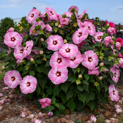 Caring for Hibiscus Indoors