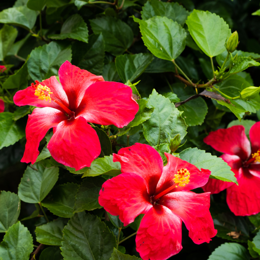 Seasonal Hibiscus Care