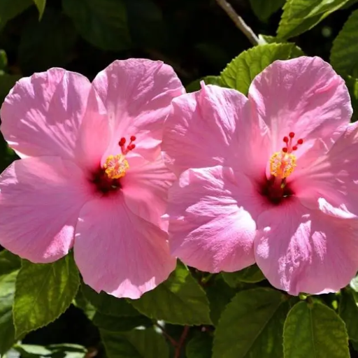 Introduction to Hibiscus