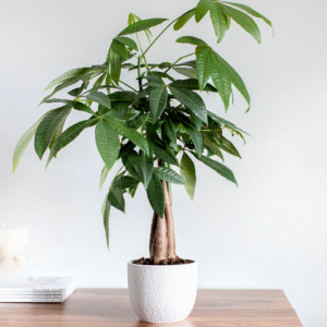 Money Tree Plant Care Tips