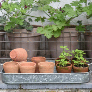 Preparing New Clay Pots