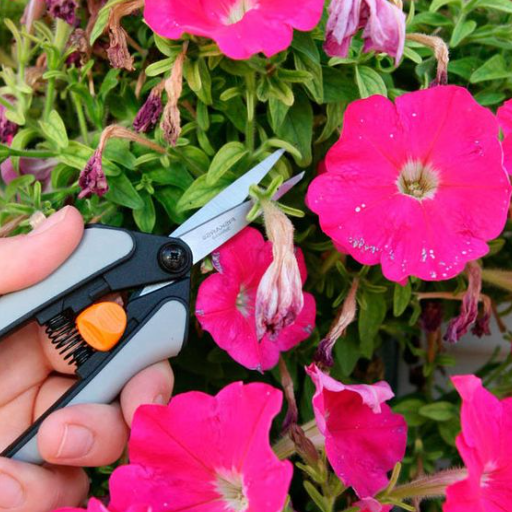 How to Deadhead Petunias
