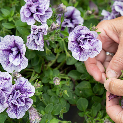 Understanding Petunias