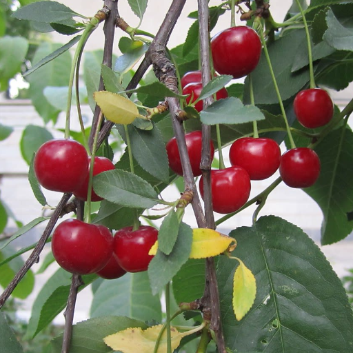 Harvesting Cherries