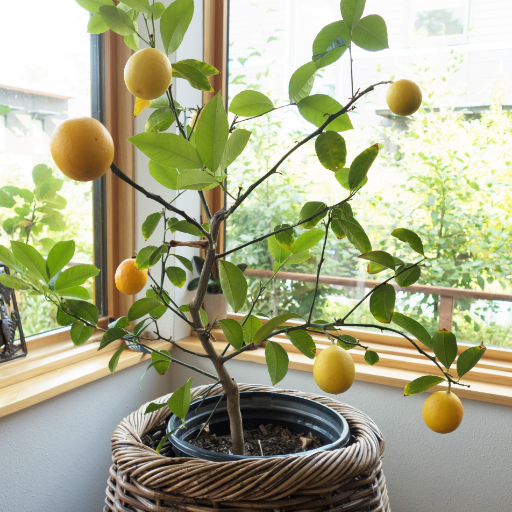 How to Grow a Lemon Tree Indoors: Essential Care Tips