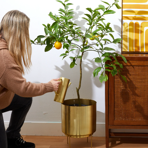 Choosing the Right Pot for Your Lemon Tree