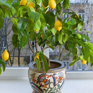 Pruning and Maintenance of Indoor Lemon Trees
