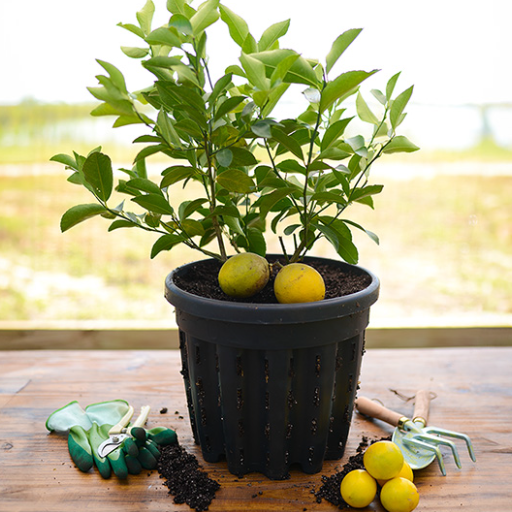 Pollination and Fruit Production