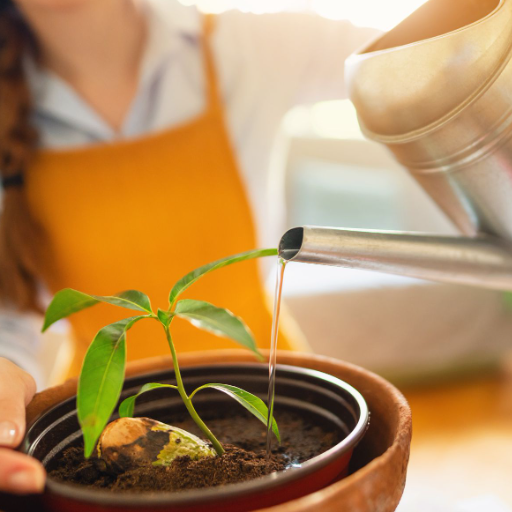 How to Grow a Mango From Seed