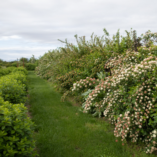 Planting and Maintenance of Hedges