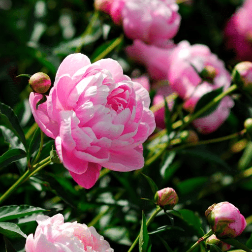 Planting Peonies