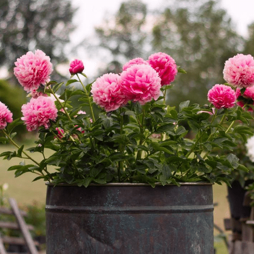 Peony Care