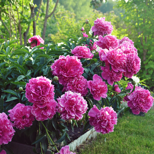 Blooming and Harvesting Peonies
