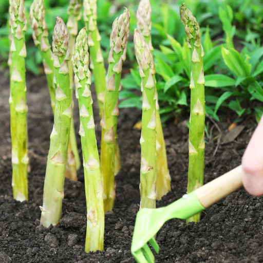 Caring for Your Asparagus Plants