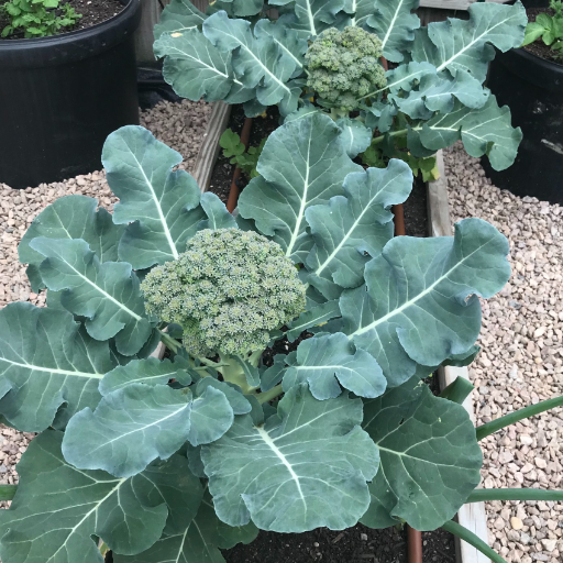 Harvesting Broccoli