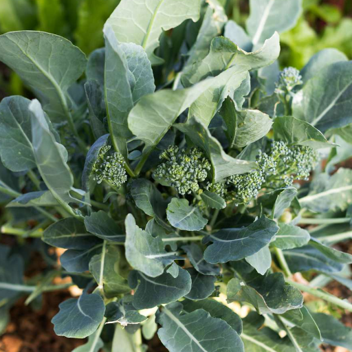 Maintaining Healthy Broccoli Plants