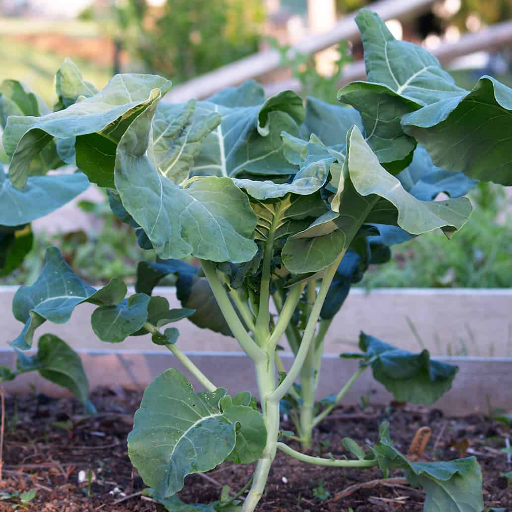 How to Grow Broccoli Plants