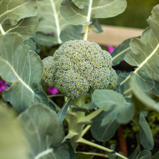 Getting Started with Broccoli Planting