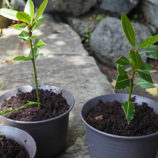 How to Grow Bay Laurel
