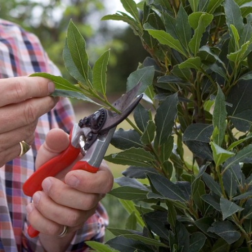 Caring for Your Bay Laurel Tree