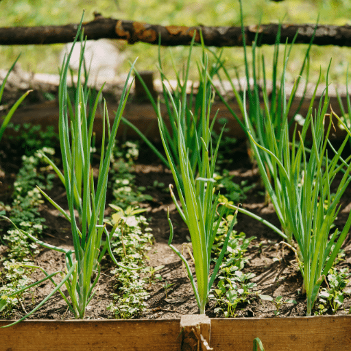 Planting Green Onions in Soil