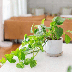 How to Grow Pothos Indoors