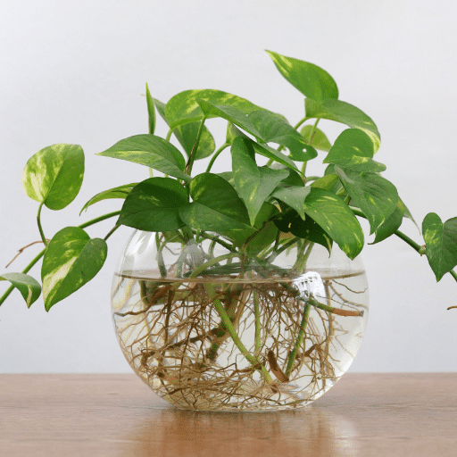 Repotting Your Pothos Plant
