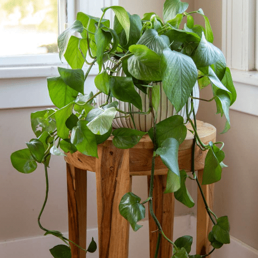 Pothos Plant Overview
