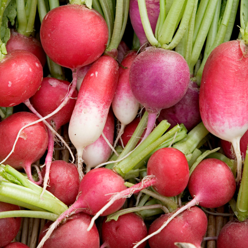 Harvesting Radishes