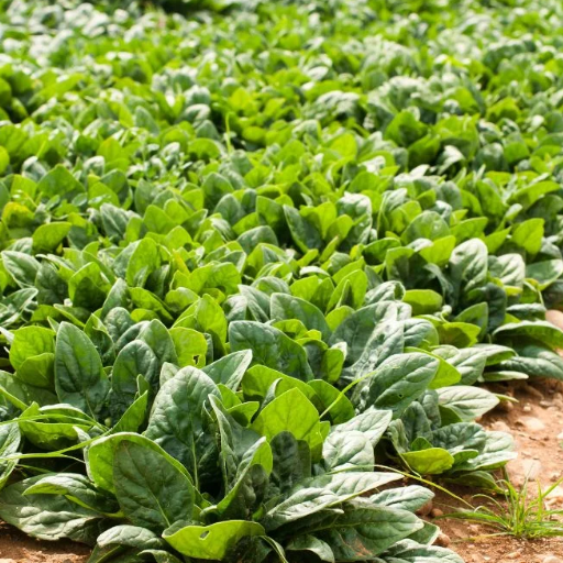 Care for Spinach Plants