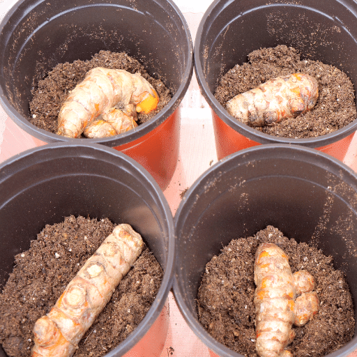 Understanding Turmeric and Ginger
