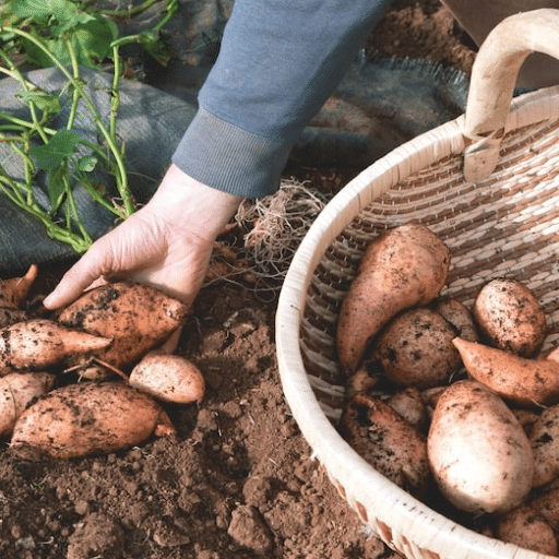 Growing and Caring for Sweet Potatoes