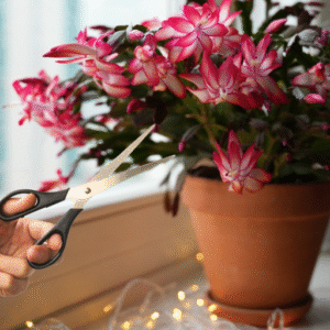 Propagating Your Christmas Cactus